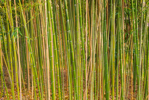 Young bamboo forest on an autumn day