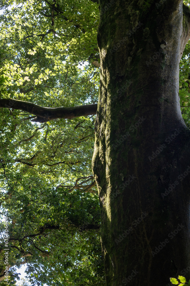 Naklejka premium autumn leaves in the forest