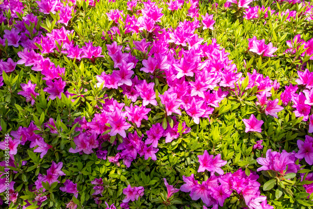 backround texture nature colorful flowers hibiscus at garden park backround texture nature colorful flowers hibiscus at garden park