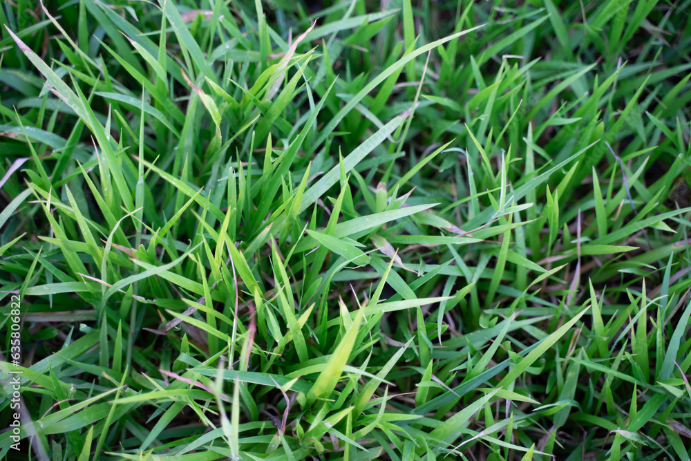 Green grass and brown dry leaves blend naturally Green grass and brown dry leaves blend naturally