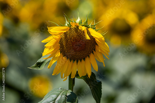 Sunflower field landscape close-up shot