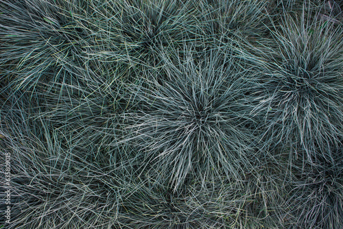 Green-blue grass  gray fescue  top view. Landscaping of urban areas  flower beds and landscaping of the garden