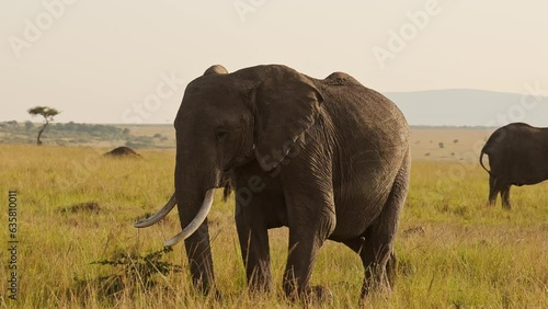 Slow Motion of Herd of African Elephants in Africa, Wildlife Safari Animals in Maasai Mara National Reserve, Kenya, Baby Elephant and Mother Steadicam Gimbal Tracking Shot