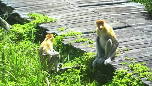 Proboscis monkey or Nasalis larvatus, in the rainforest of island Borneo. Labuk bay, Malaysia. photo