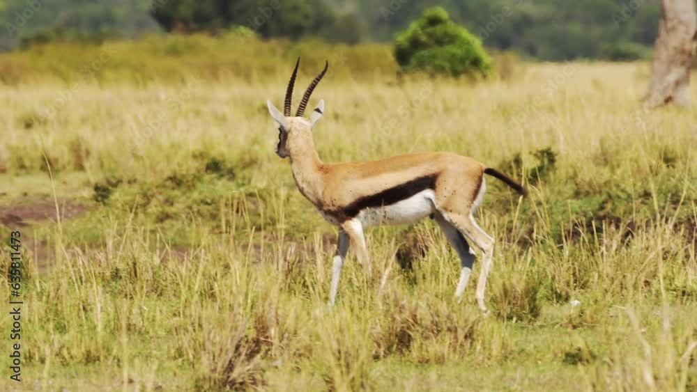 Slow Motion Shot of Gazelle in the wilderness of the savanna grassland and bushes isolated and flicking it's tail, Maasai Mara, Kenya, Africa Safari Animals in Masai Mara North Conservancy Slow Motion Shot of Gazelle in the wilderness of the savanna grassland and bushes isolated and flicking it's tail, Maasai Mara, Kenya, Africa Safari Animals in Masai Mara North Conservancy