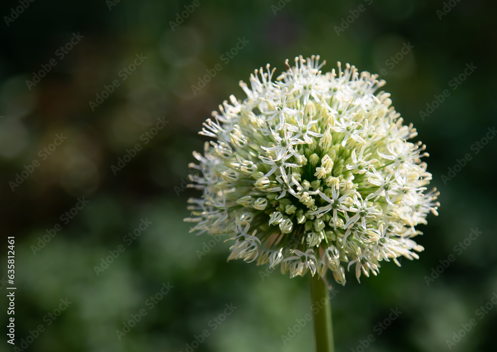 Zierlauch Mount Everest - Allium stipitatum Zierlauch Mount Everest - Allium stipitatum