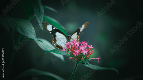 Close up of white and brown butterfly