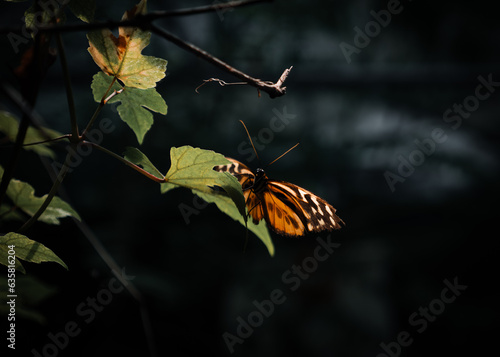 Close up of orange butterfly