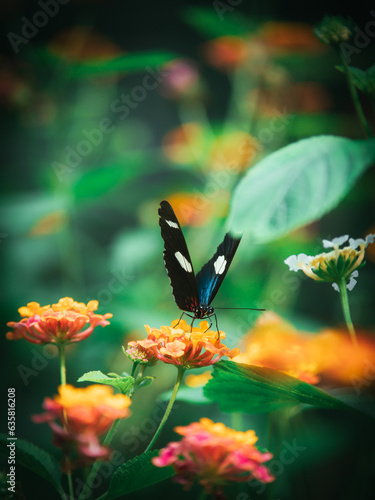 Close up of blue butterfly