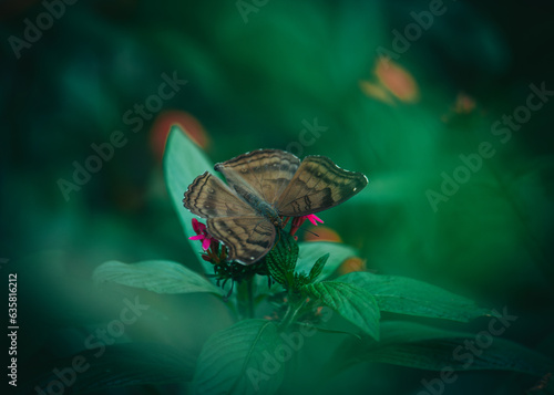 Close up of brown butterfly