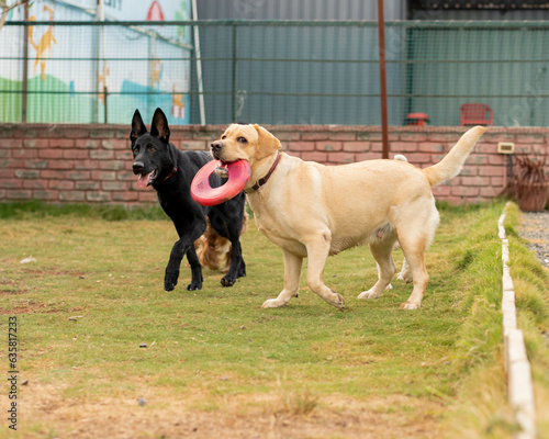 two dogs playing frisbee photo