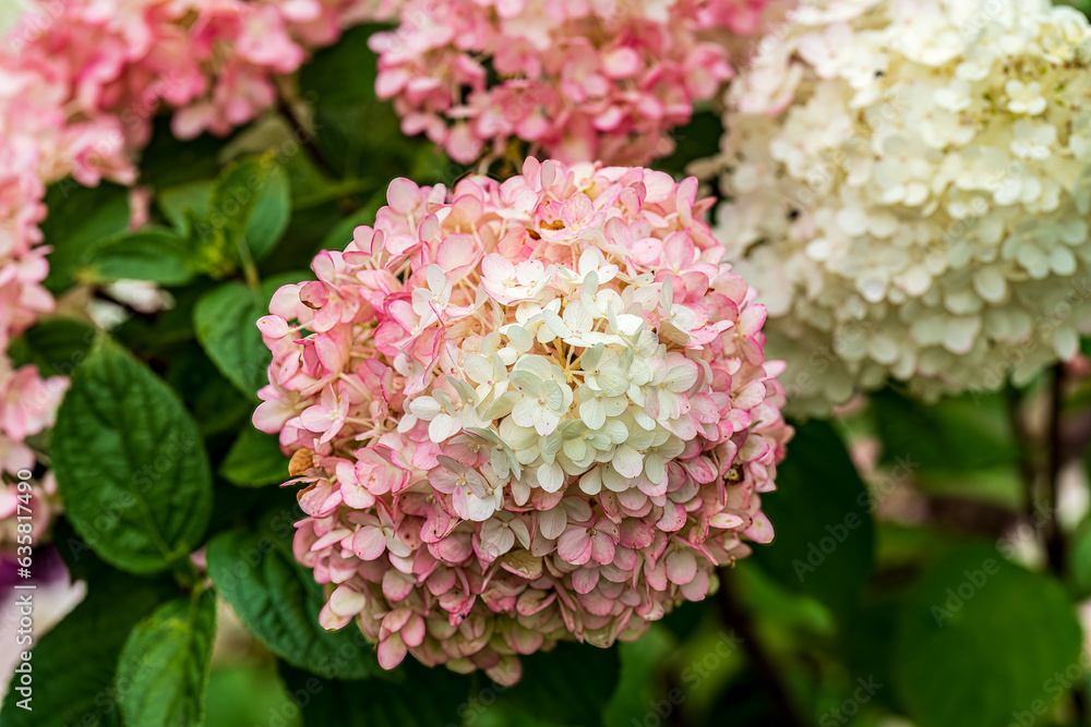 pink hydrangea flowers