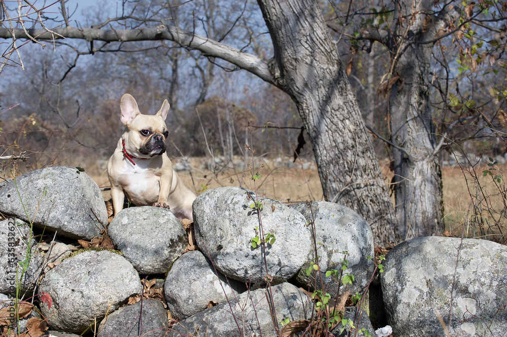 Fototapeta premium Spectacular French Bulldog sits on a boulder among large stones against the background of autumn trees.