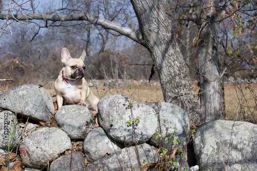 Spectacular French Bulldog sits on a boulder among large stones against the background of autumn trees.