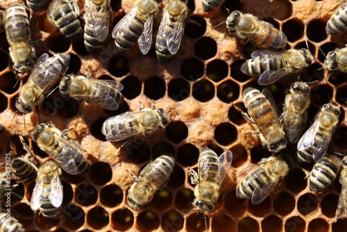 Bees on a frame with honeycombs