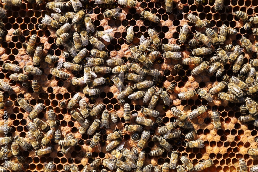 Bees on a frame with honeycombs Bees on a frame with honeycombs