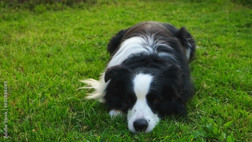 Dog walking. Pet activity. Cute dog border collie lying down on grass in park. Puppy dog with funny face walking in sunny summer day outdoor. Happy funny emotional dog Dog walking. Pet activity. Cute dog border collie lying down on grass in park. Puppy dog with funny face walking in sunny summer day outdoor. Happy funny emotional dog