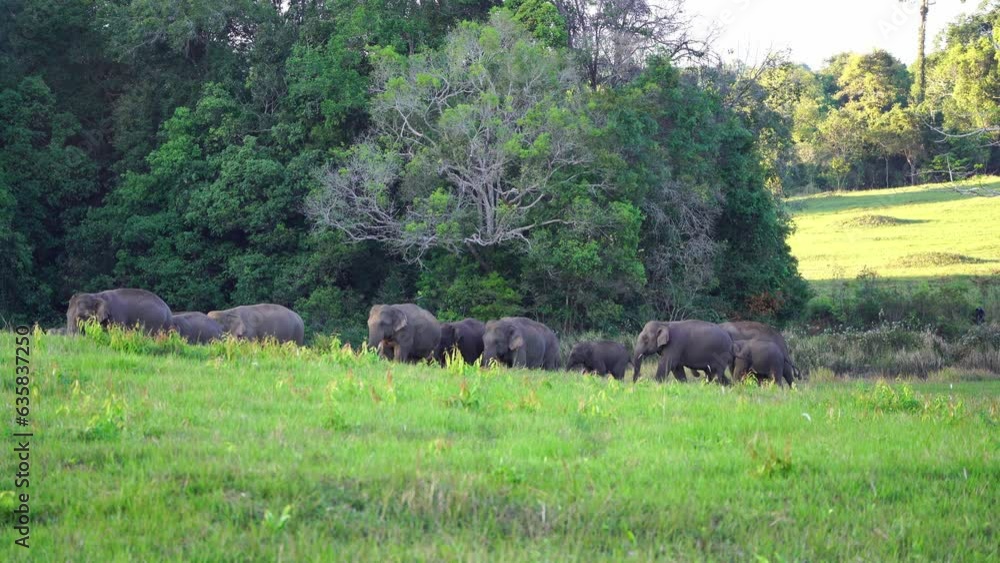 Wild elephants gather together and take their cubs to eat minerals in the soil. Wild elephants gather together and take their cubs to eat minerals in the soil.