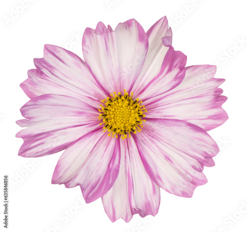 cosmos flower