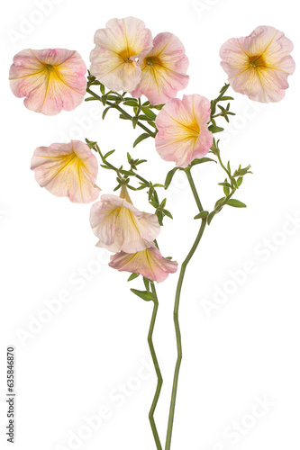 petunia flower isolated