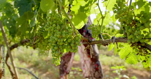 Female enologist cheack organic vineyard health status check, close-up shot photo