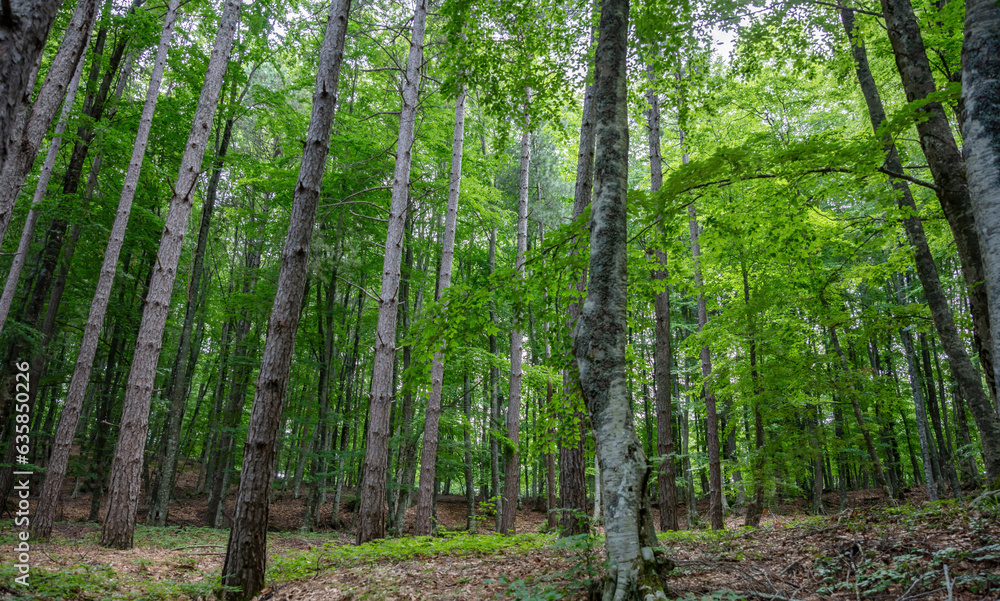 Beech tree in forest background. Dense nature landscape, fir, spruce tree, under view. Space Beech tree in forest background. Dense nature landscape, fir, spruce tree, under view. Space