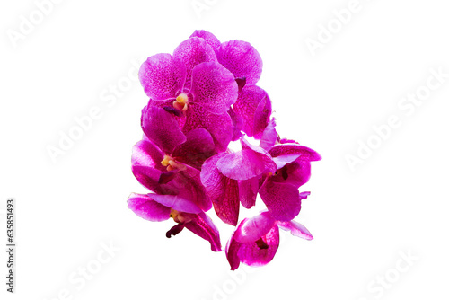 Pink orchid Cymbidium bunch flower bouquet isolated on cut out PNG. Highlights is fragrance is similar to perfume. Flowering  giving beautiful color. Suitable for planting in house ornamental.