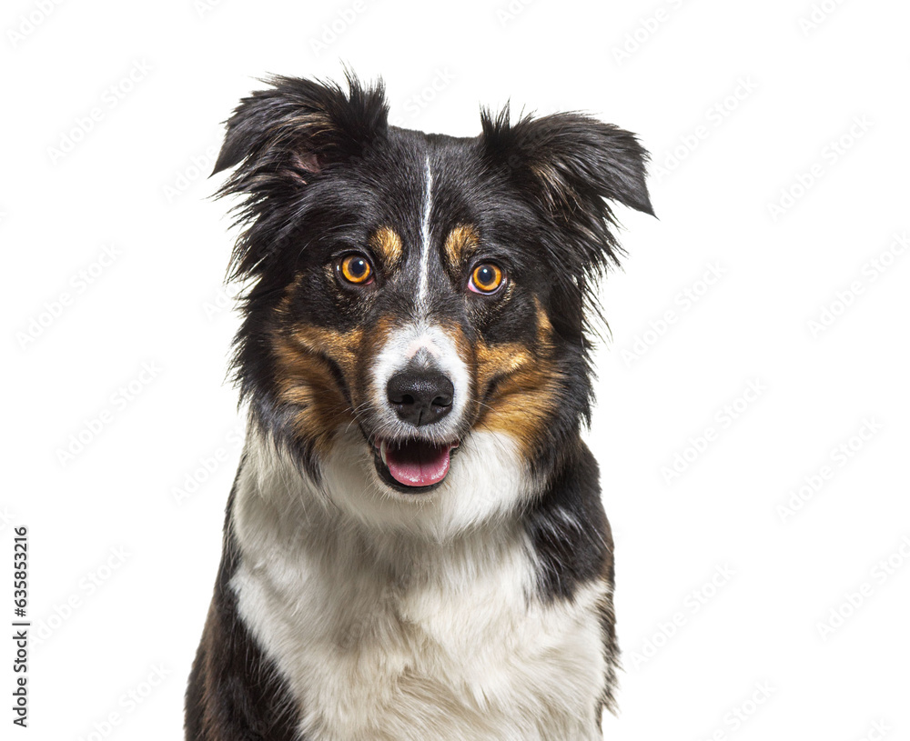 Head shot portrait of a Tri-color border collie dog facing, isolated on white