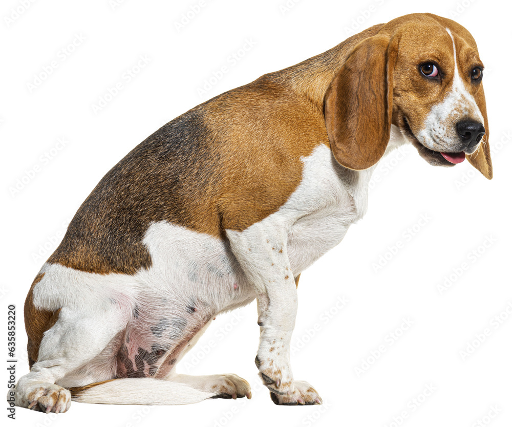 fearful Beagle dog upset making a face, fearful concept, isolated on white