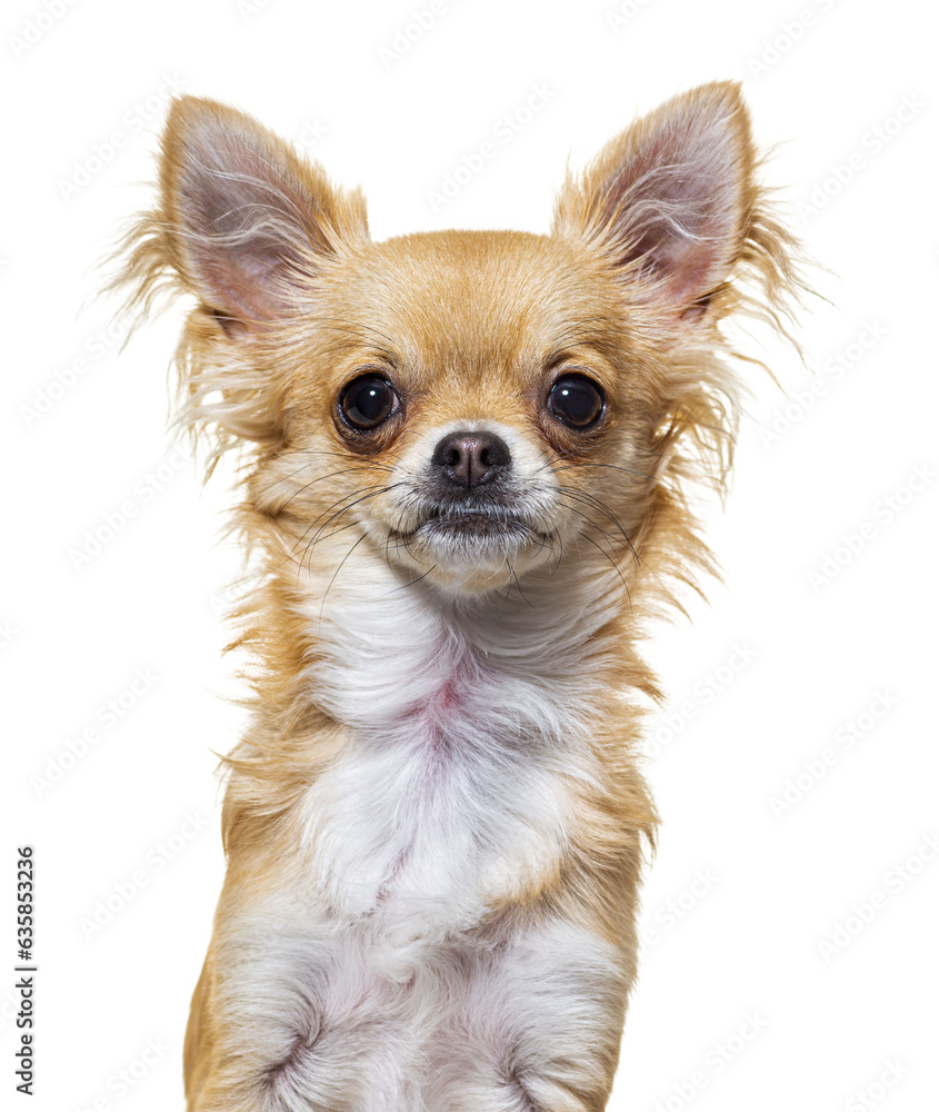 Head shot beige chihuahua dog looking at camera sitting, isolated on white Head shot beige chihuahua dog looking at camera sitting, isolated on white