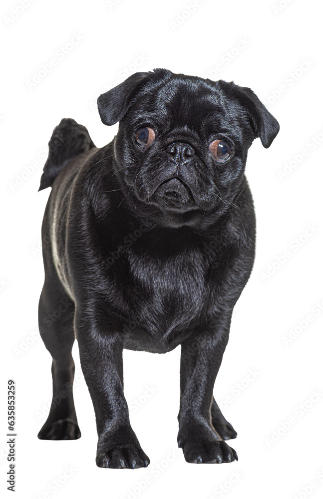 Black Pug dog standing in front and looking at the camera, isolated
