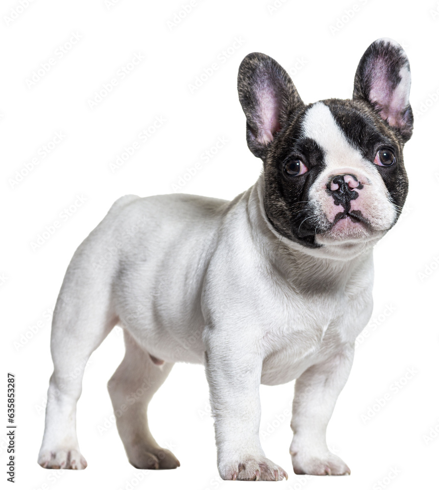 three months old puppy french bulldog