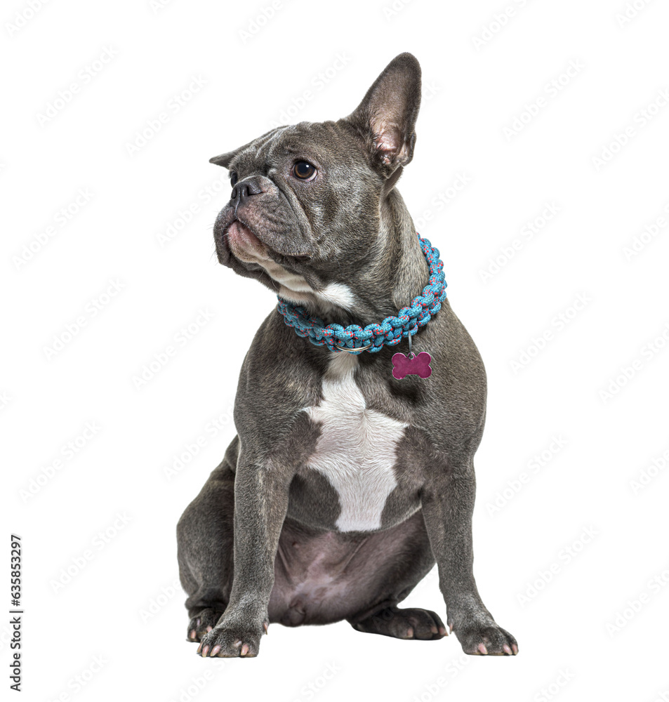 Young grey french Bulldog sitting in front wearing a dog collar