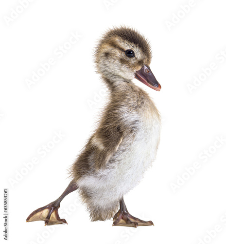 young duckling of Bernier's teal, Anas bernieri, isolated on white