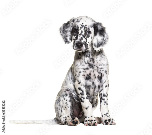 Sitting Puppy english setter spotted black and white, two months old, Isolated photo