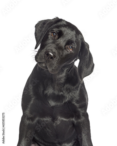 Portrait of a Black labrador dog looking a the camera, isolated on white