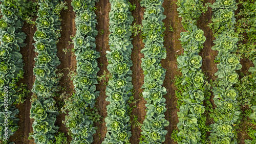 Aerial view of a field of cabbage. Agriculture Field Background.