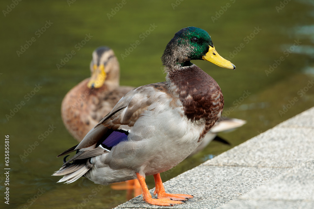 Obraz premium Mallard (Anas platyrhynchos)