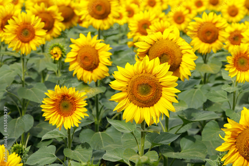 Beautiful sunflowers in a farm field Beautiful sunflowers in a farm field