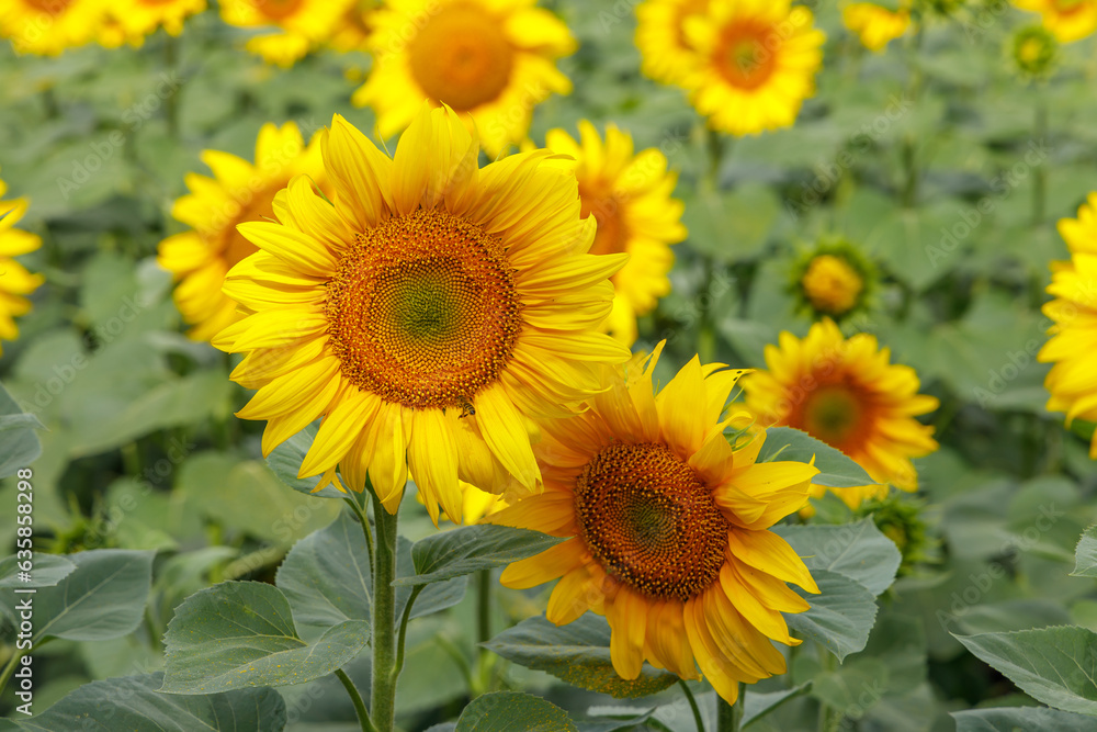 Beautiful sunflowers in a farm field