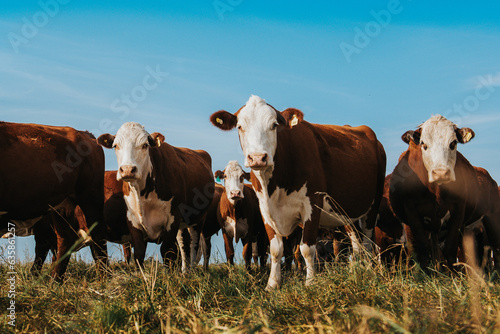 cows in the field