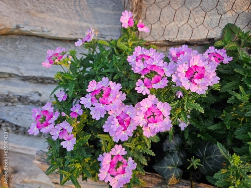Two toned pink flowers with green foliage hanging in a window box on an weathered old wall in a backyard garden.