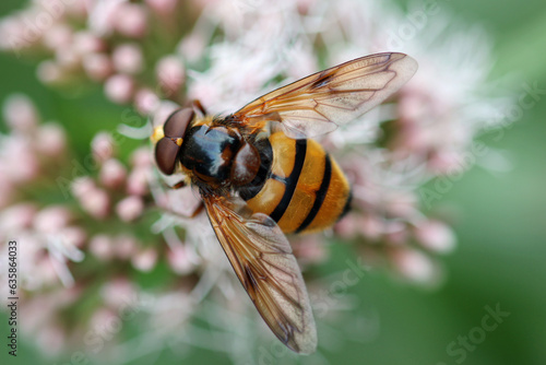 Hornet hoverfly feeding on flowers in close up