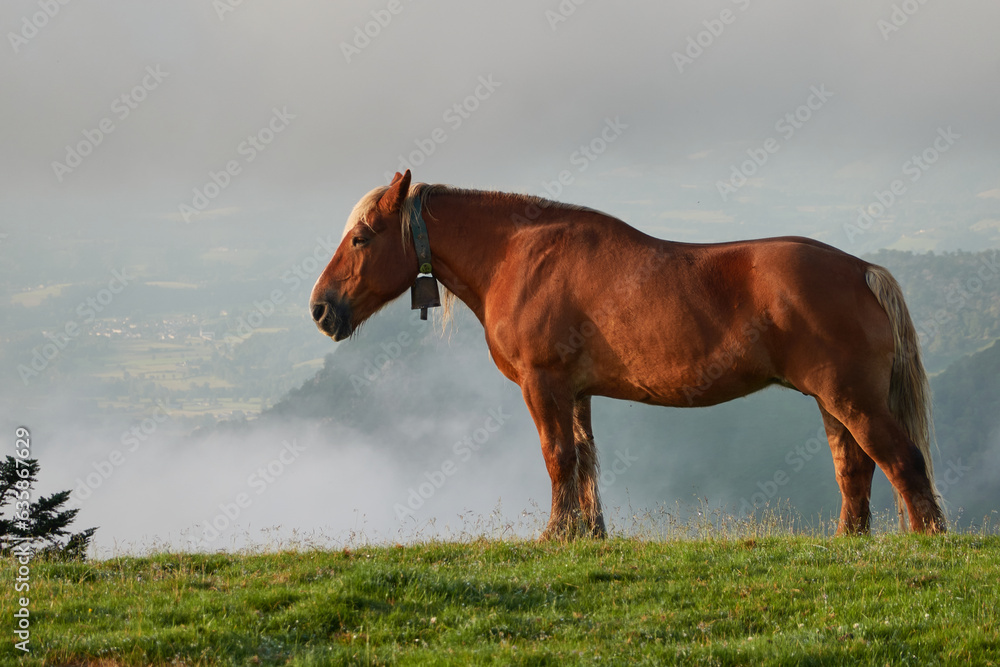 Obraz premium Horses grazing on the Col de la Hourcère from where you can see great peaks of the Pyrenees such as Pic d'Anie, in the French Pyrenees region