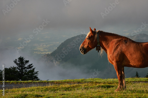 Horses grazing on the Col de la Hourcère from where you can see great peaks of the Pyrenees such as Pic d'Anie, in the French Pyrenees region photo