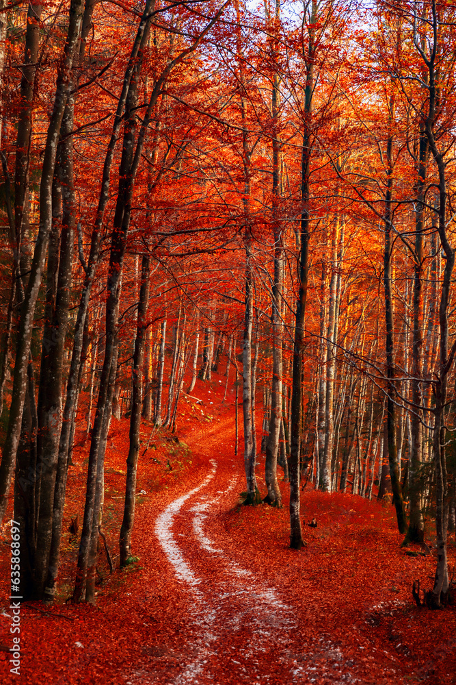 Obraz premium autumn in the forest