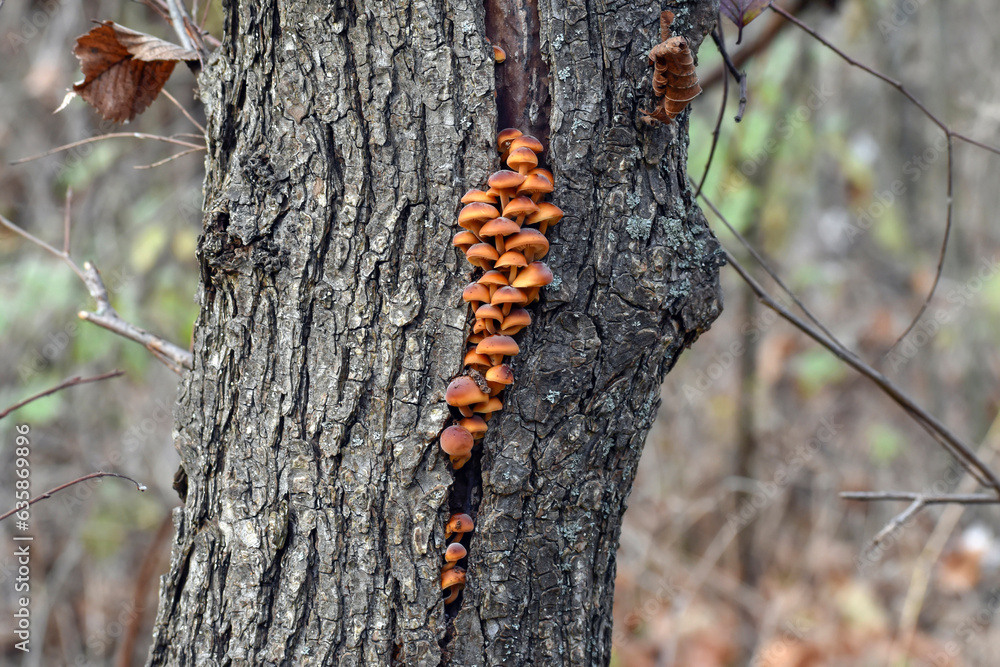 Flammulina velutipes (winter honey agaric) grows from a crack in the bark of a tree Flammulina velutipes (winter honey agaric) grows from a crack in the bark of a tree