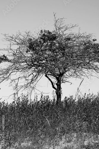 A simple overgrown tree growing on the sand dunes in black and white.