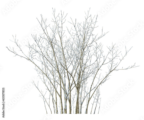 Fotografie, Obraz Dried tree branches cover with snowy cutout transparent backgrounds 3d rendering
