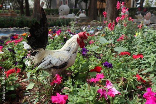 white and black rooster in the colorful garden design for hope concept